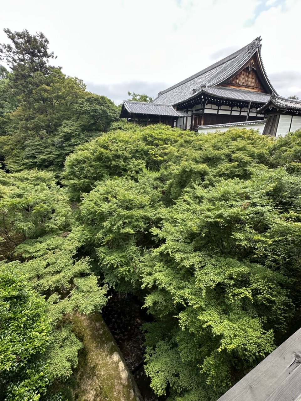 通天橋から見下ろす一面の青もみじ。春過ぎの新緑が美しい