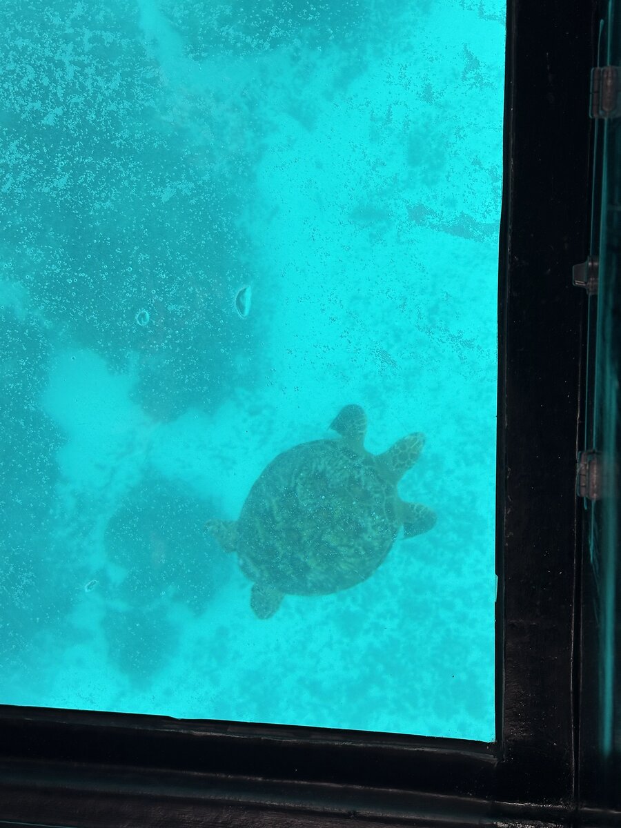 グラスボートから見えるウミガメ