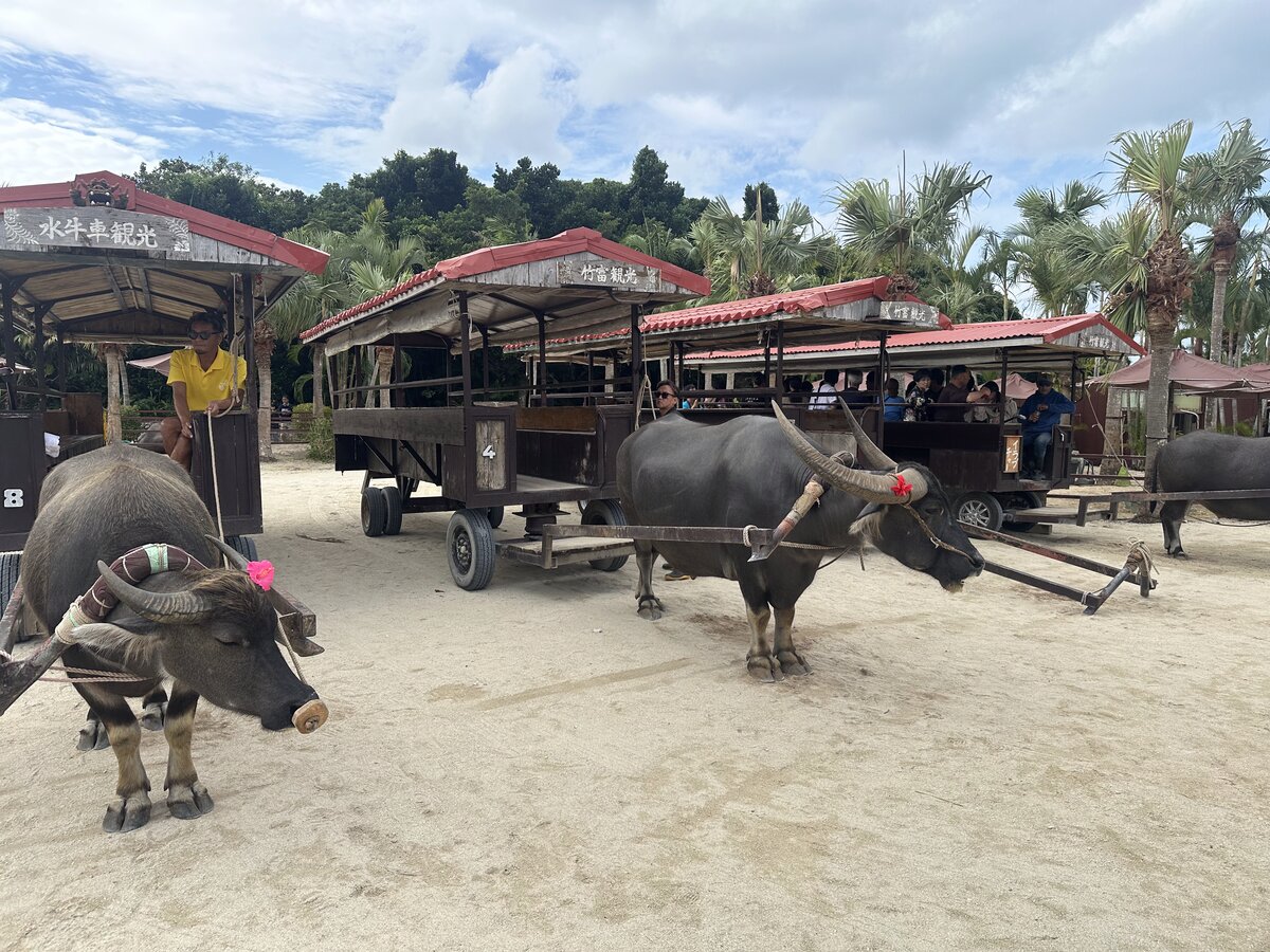 由布島への水牛車