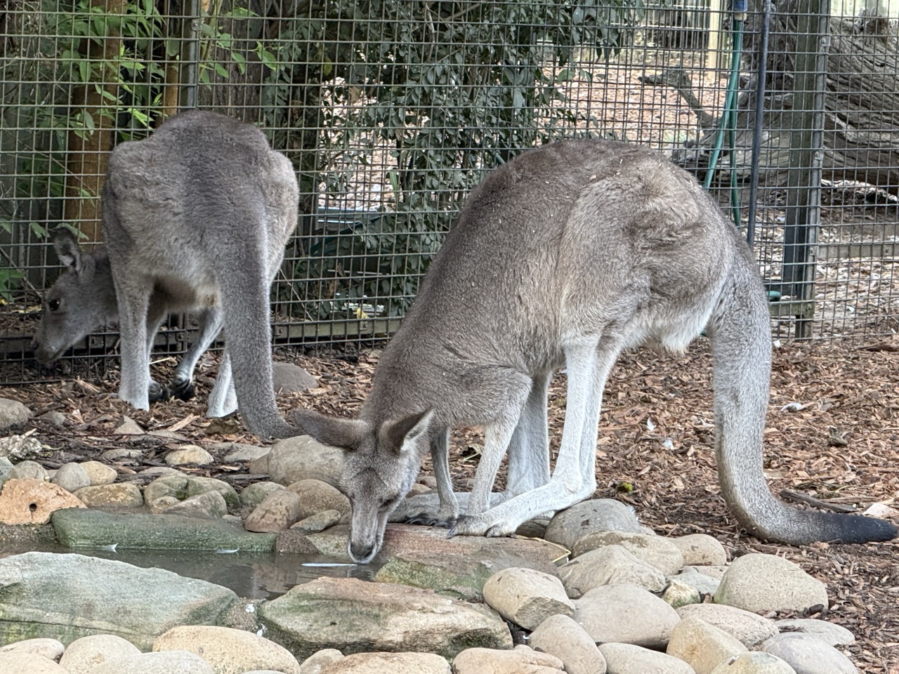 水場で水を飲む2匹のカンガルー