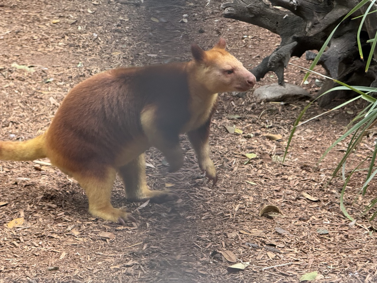 樹上性のツリーカンガルー（オレンジ色の希少種）