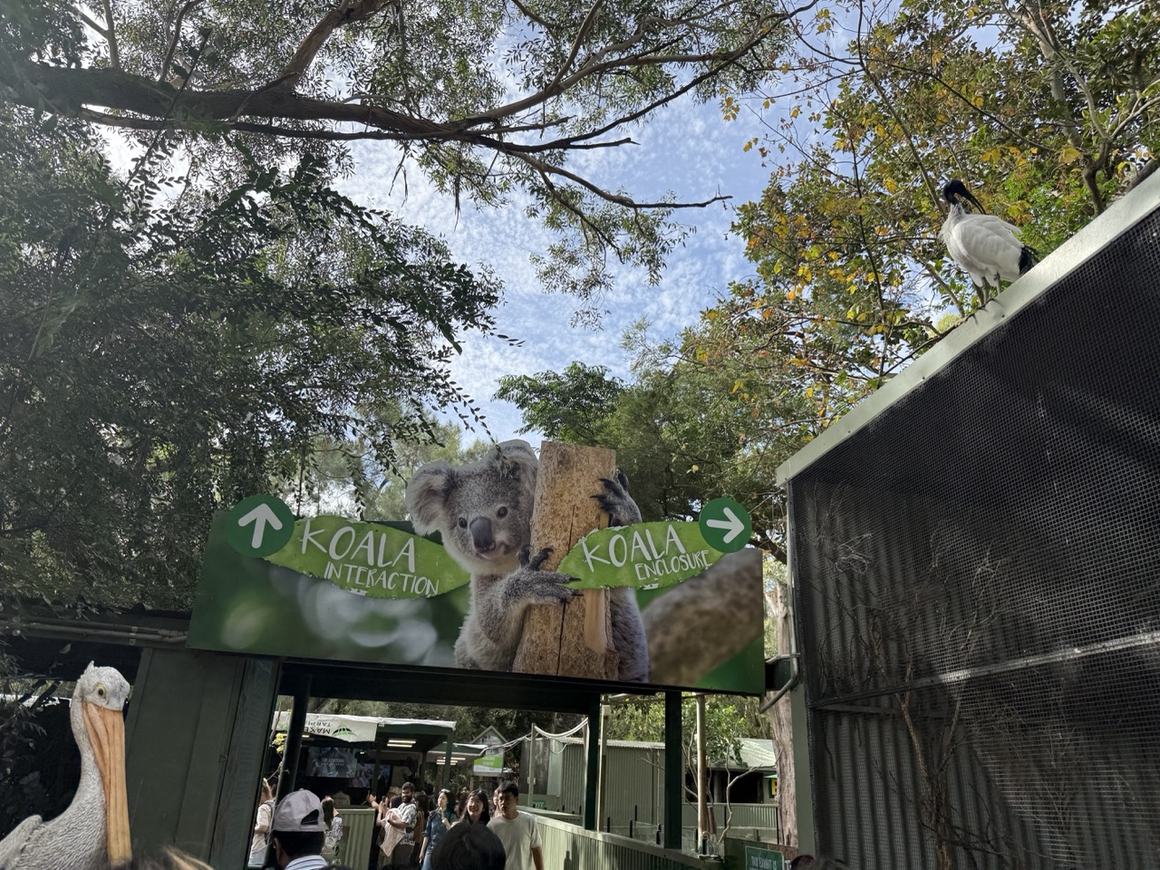 コアラエリアの案内看板（KOALA INTERACTION／KOALA ENCLOSURE）