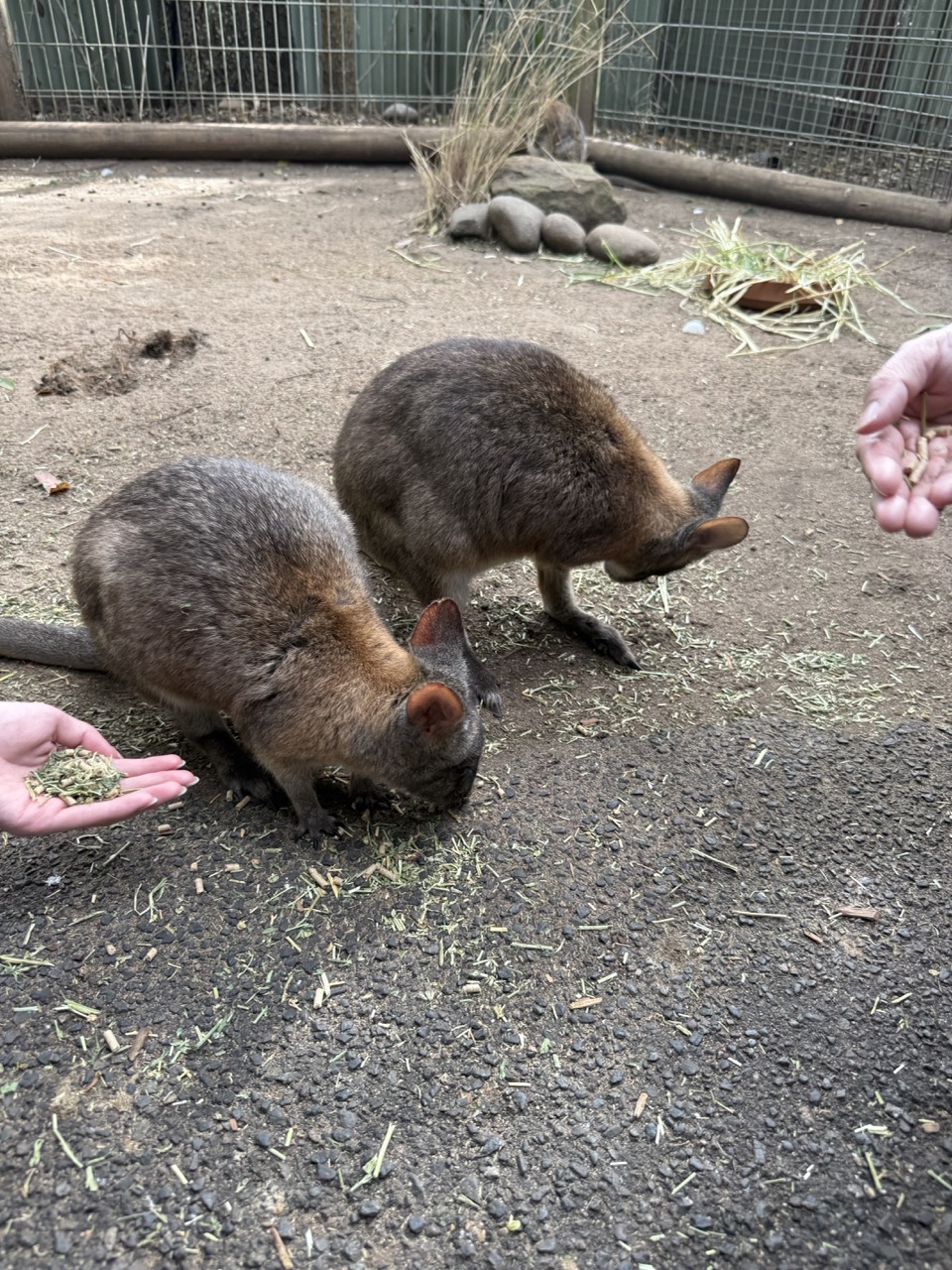 ワラビーへの餌付け体験