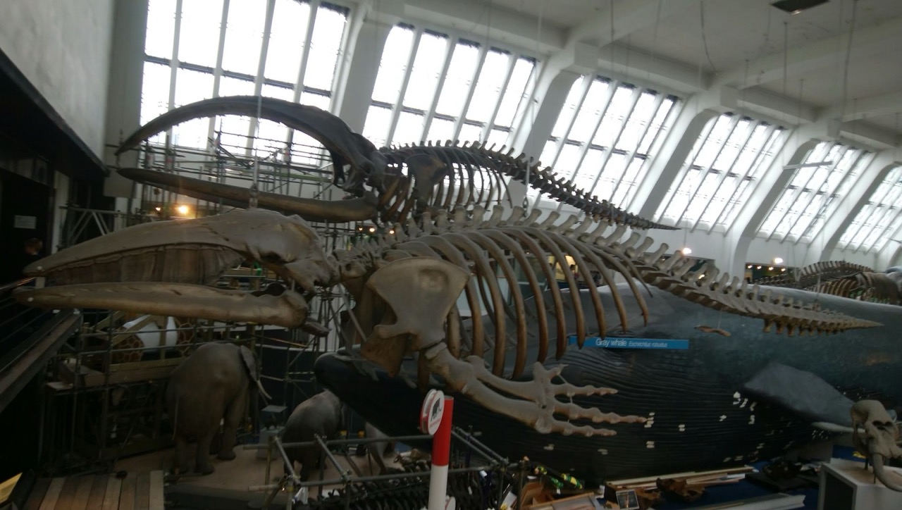 自然史博物館のメインホールに吊るされたクジラの骨格標本