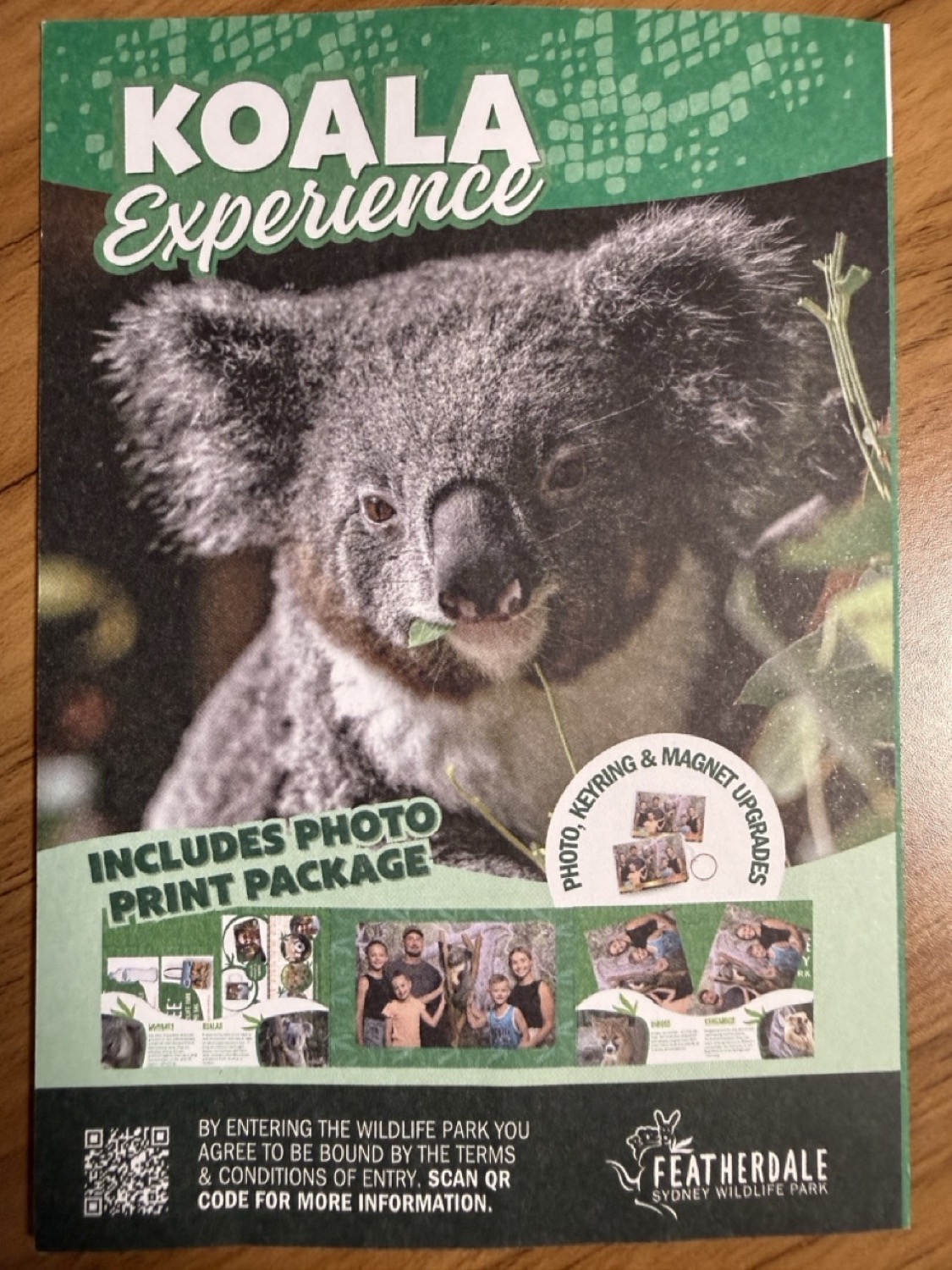フェザーデール KOALA Experience チラシ