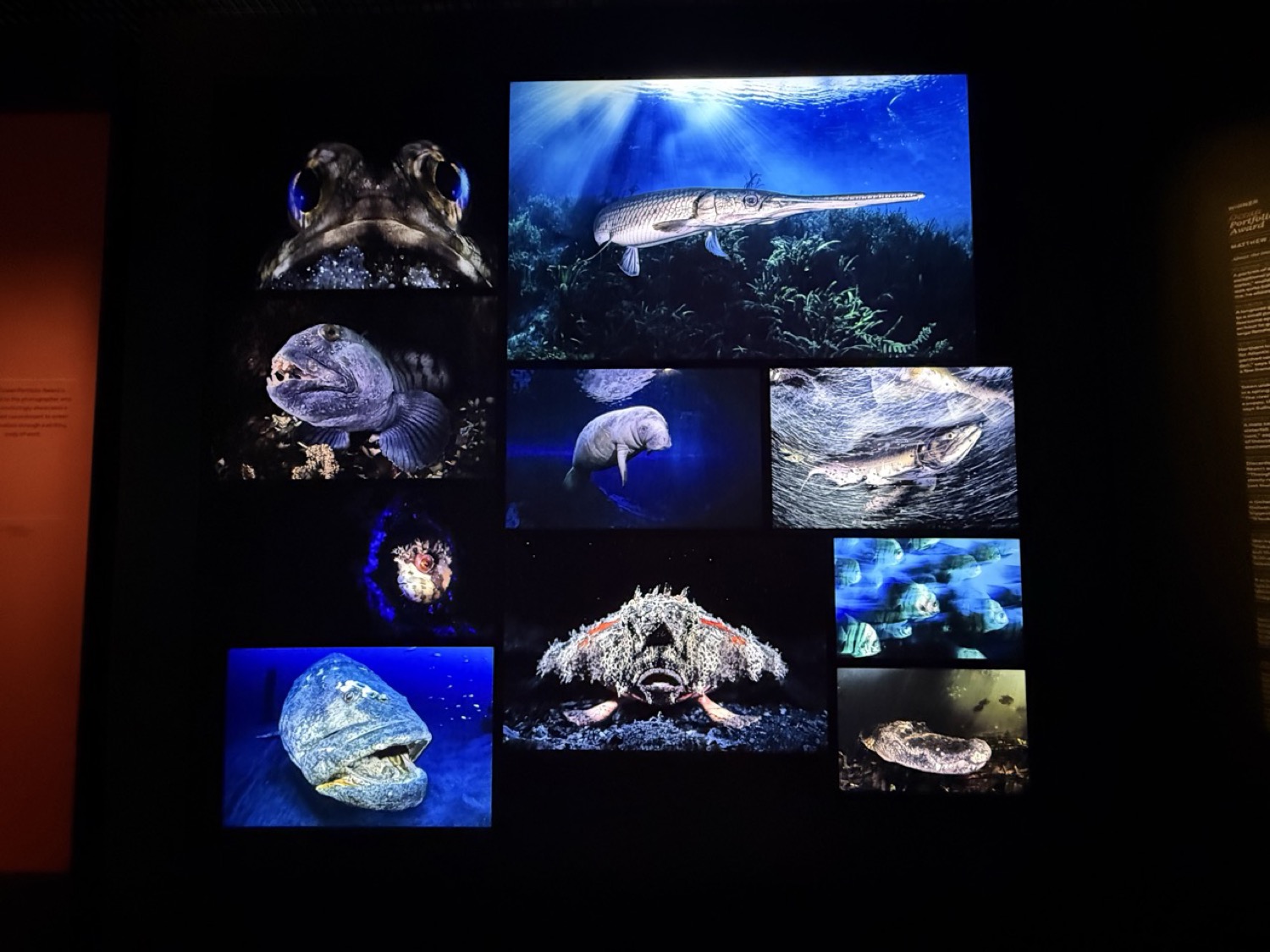 「Ocean Photographer of the Year」入賞作品。海中生物の迫力ある写真展示