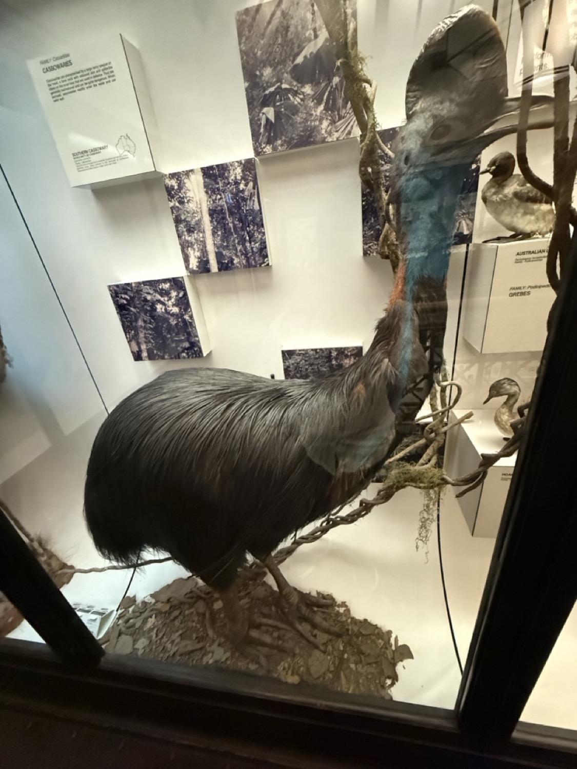 カソワリ（南方ヒクイドリ）の剥製。オーストラリアの絶滅危惧種