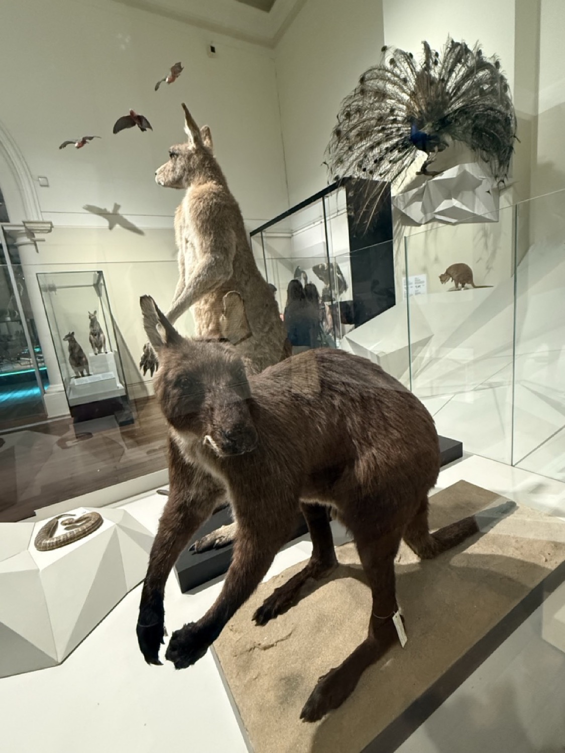 カンガルー剥製の展示。オーストラリア固有種の標本コレクション