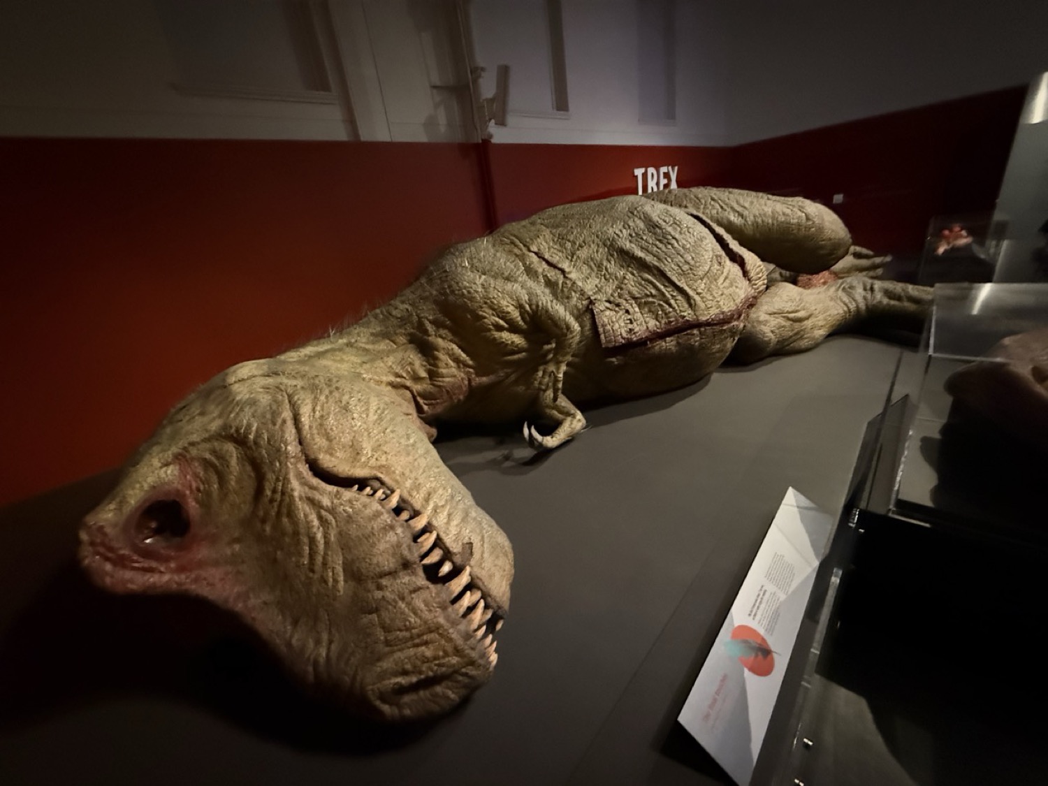 「T-REX」恐竜の実物大模型。横たわった姿勢の迫力ある展示