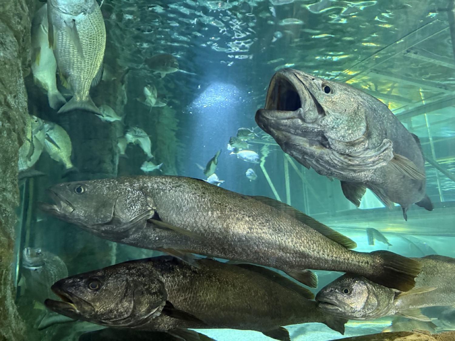 大型魚(バラマンディ系)が口を開けて泳ぐ。アップで迫力