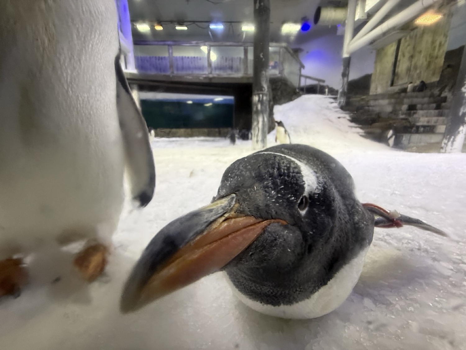ペンギンの顔ドアップ。ガラス越しのフレンドリーな表情