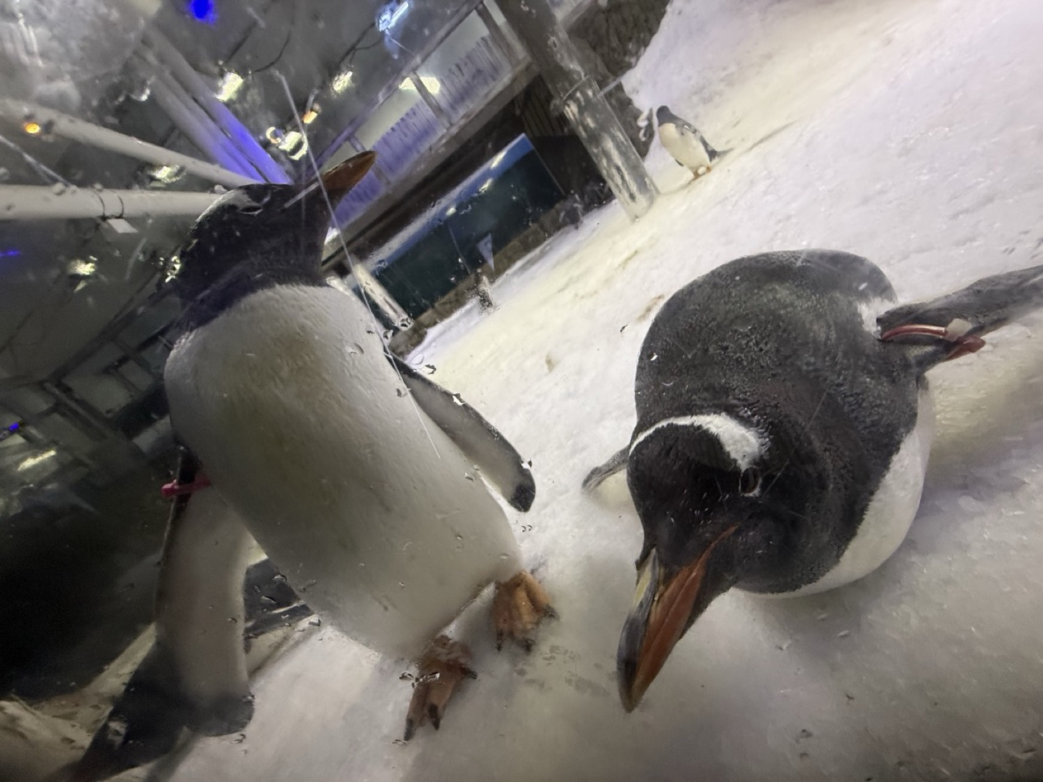 ジェンツーペンギン2匹。雪上で寄り添う