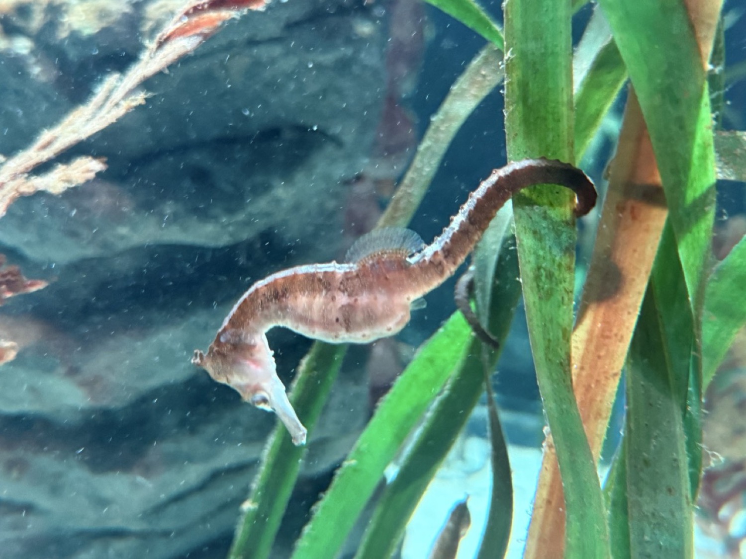 水草の中を漂うタツノオトシゴ。シドニー湾の固有種