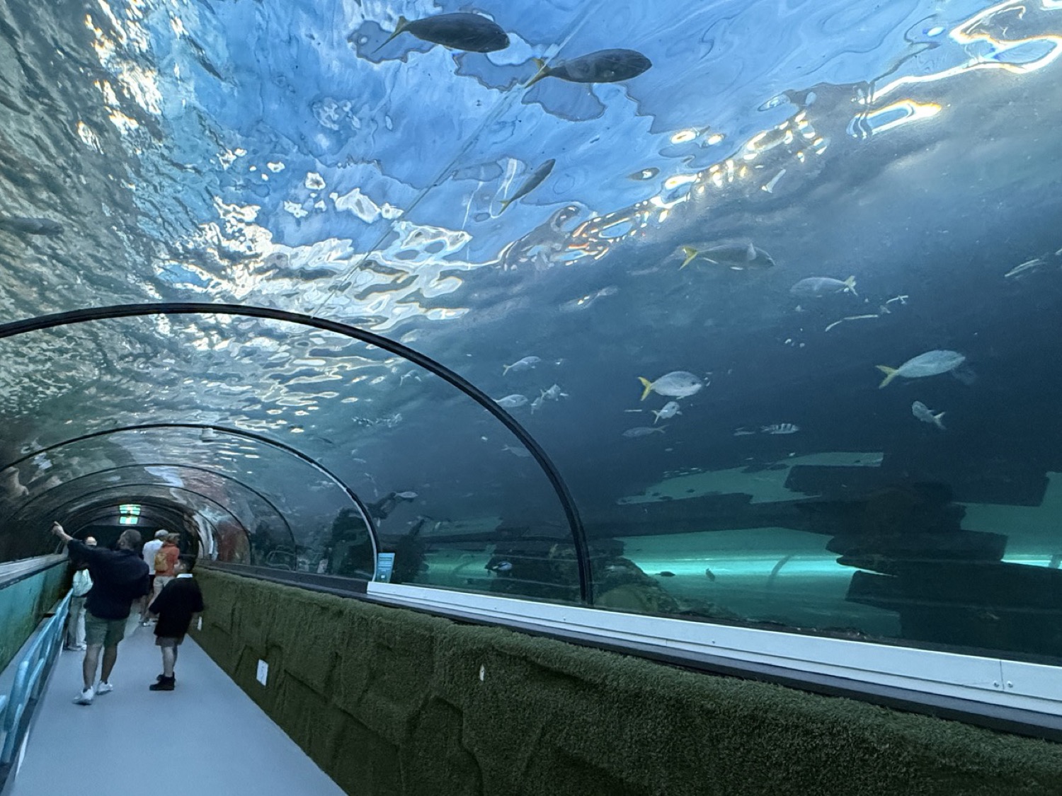 メインのシャークトンネル。頭上をサメや魚群が泳ぐ360°ビュー