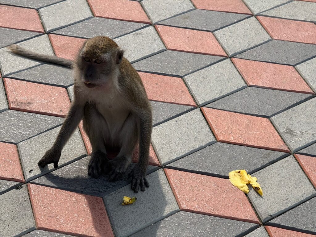 バトゥ洞窟周辺にいる猿