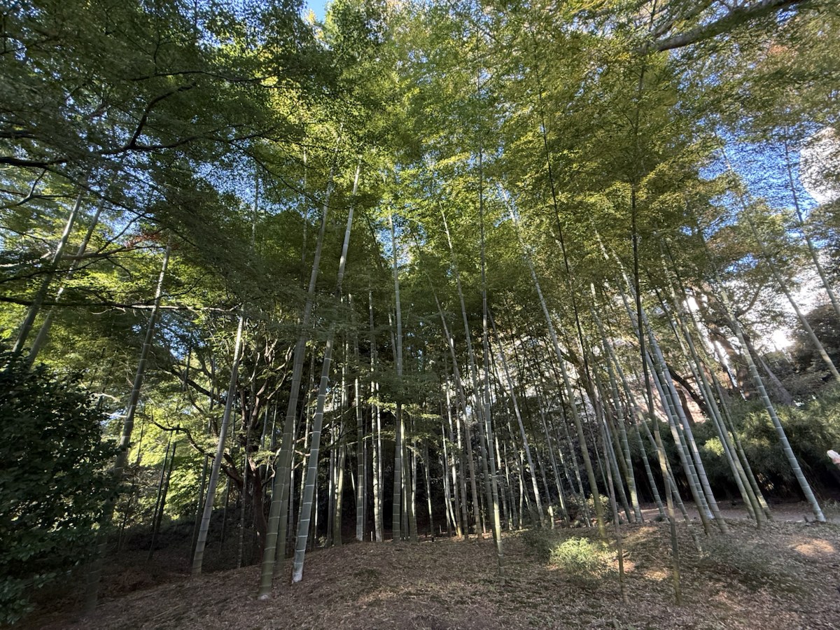 六義園の園路沿いに広がる竹林を見上げた景色