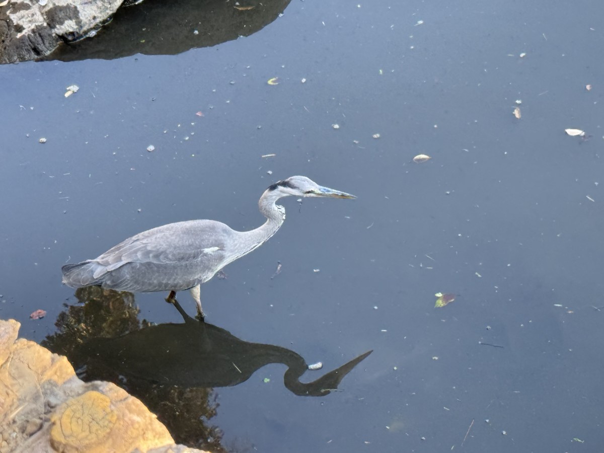 六義園の大泉水の浅瀬に立つサギ