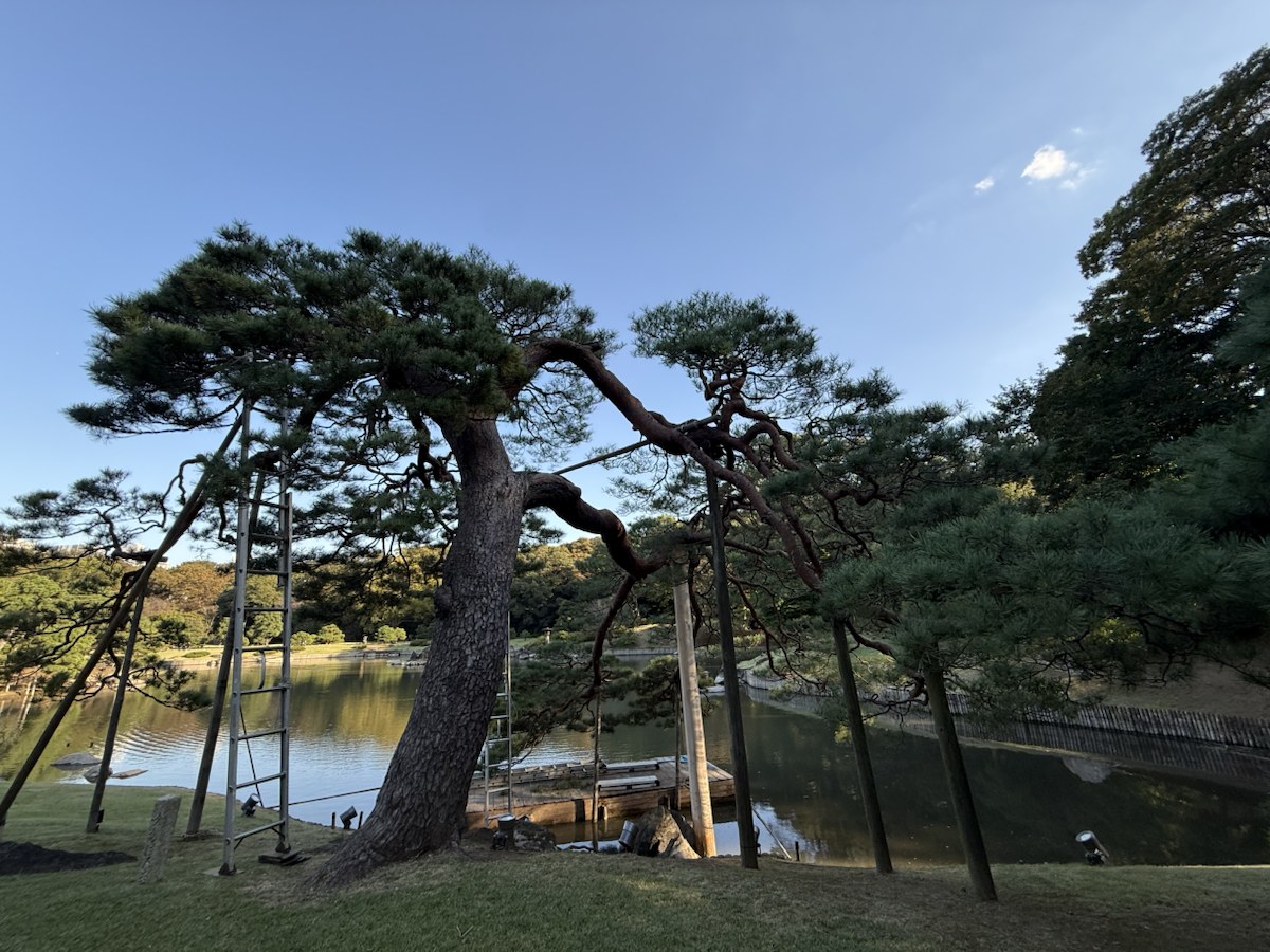 手入れされた松越しに大泉水を望む六義園の景色