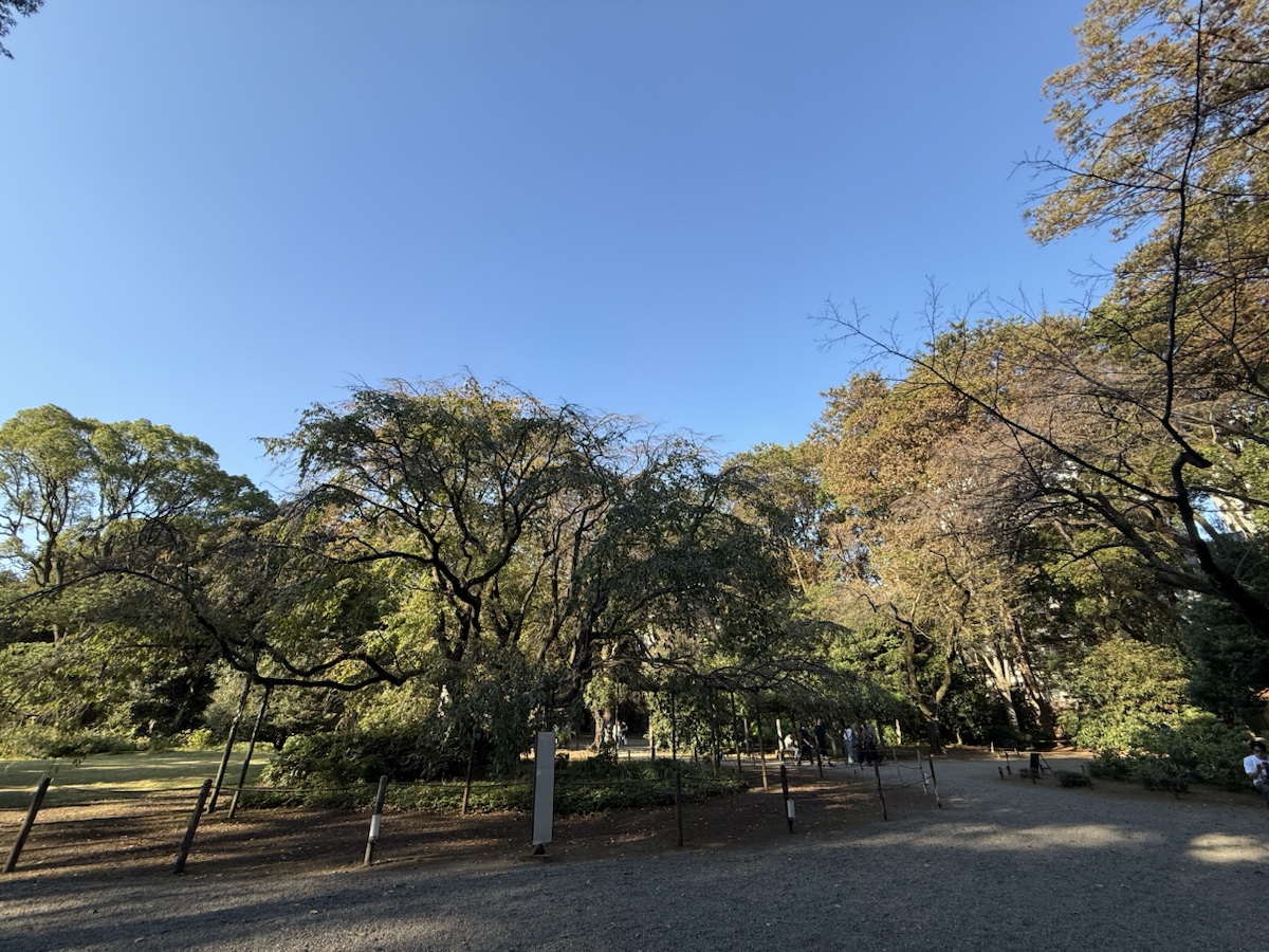 秋の六義園で枝を大きく広げる花期以外のしだれ桜