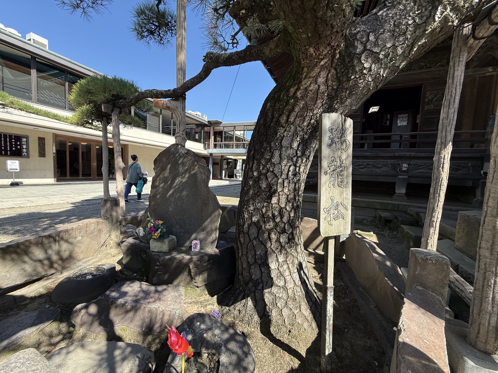 柴又帝釈天境内にある瑞龍の松と案内板