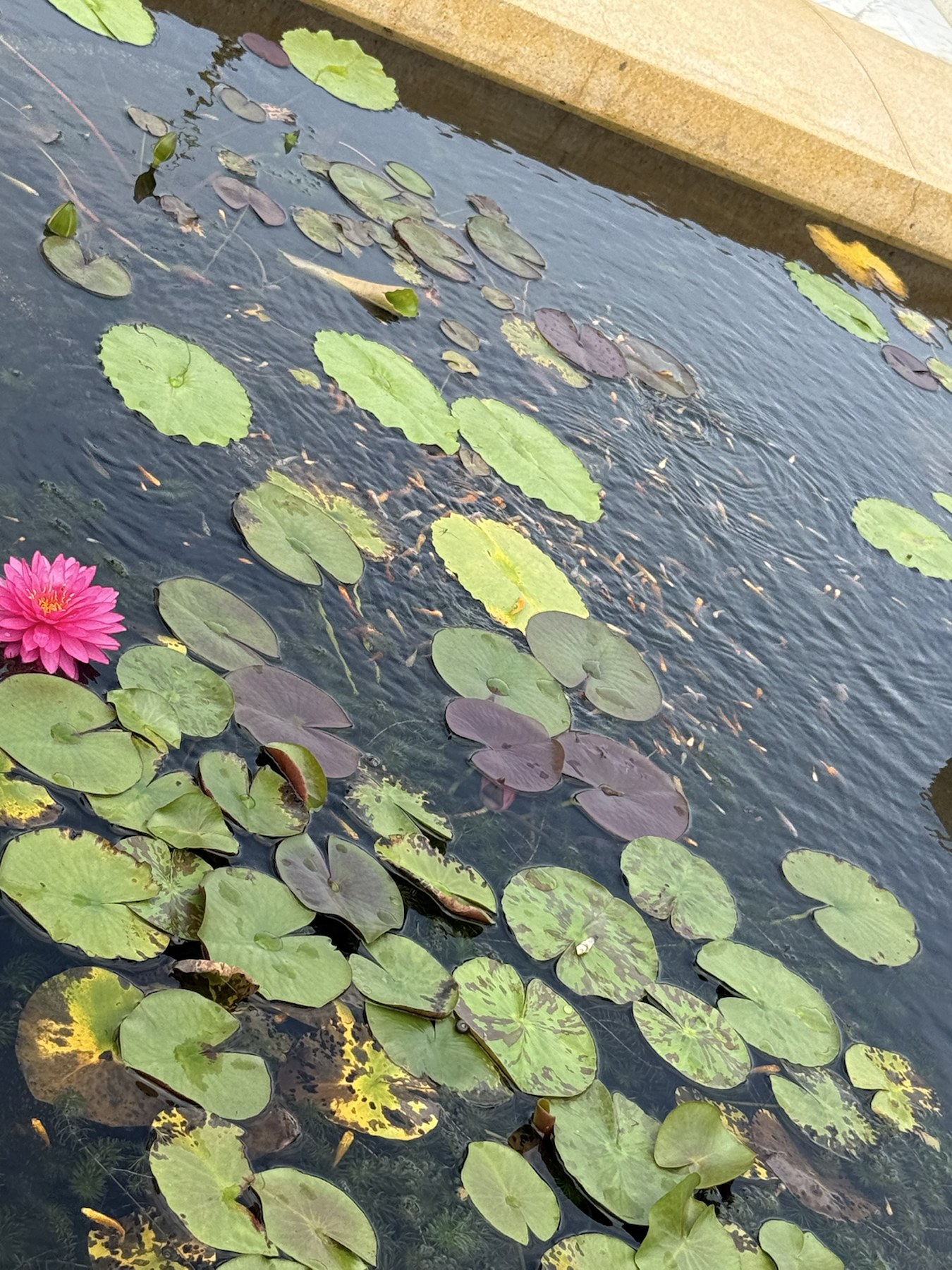 王宮内の池に浮かぶ蓮の葉とピンク色の花