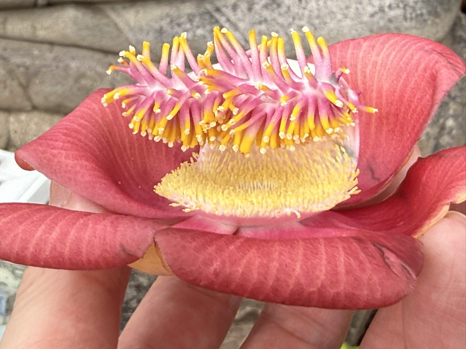 プノンペン王宮の庭園で見た赤と黄色の特徴的な南国の花